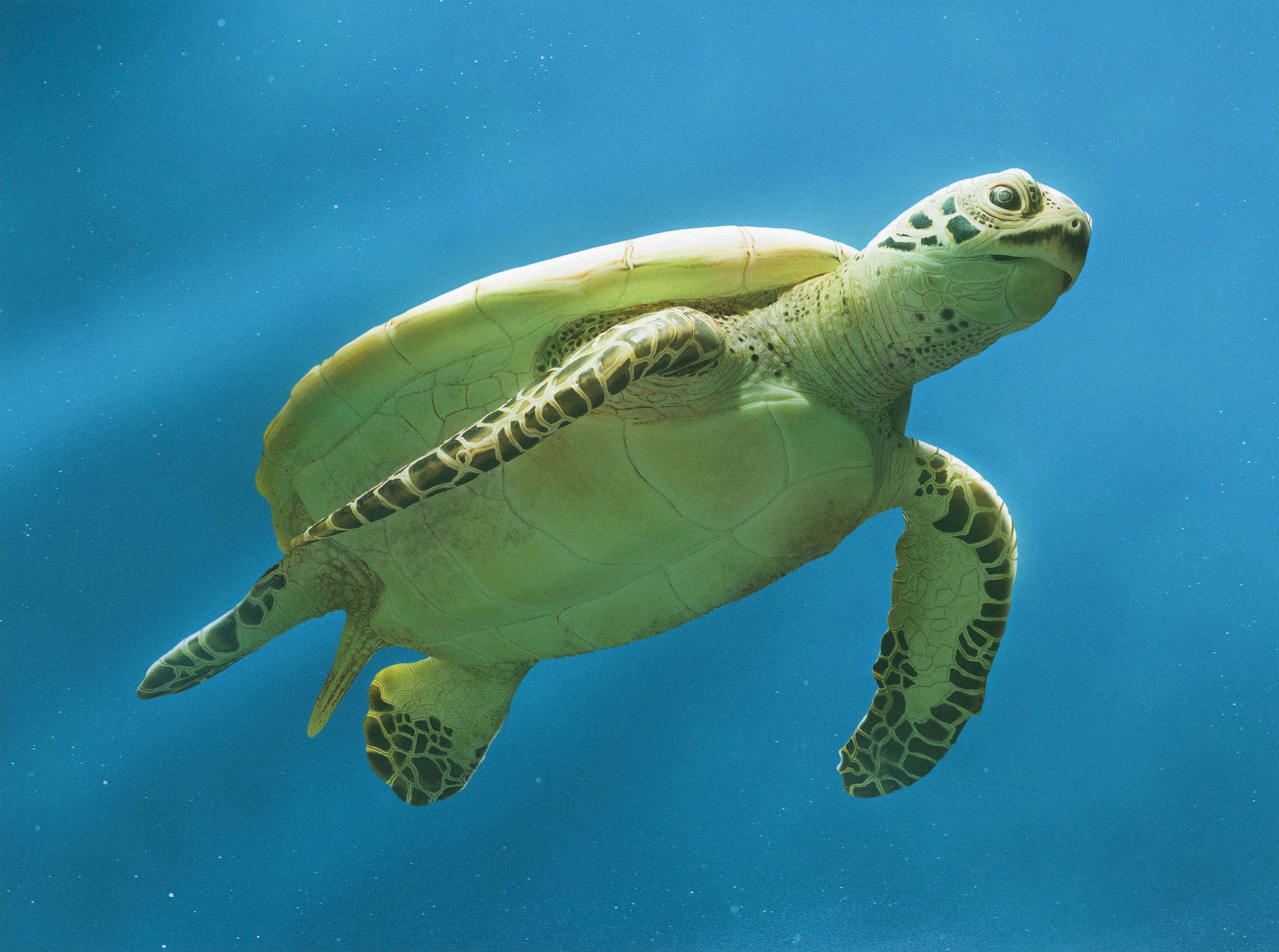Sea turtle CG - 2