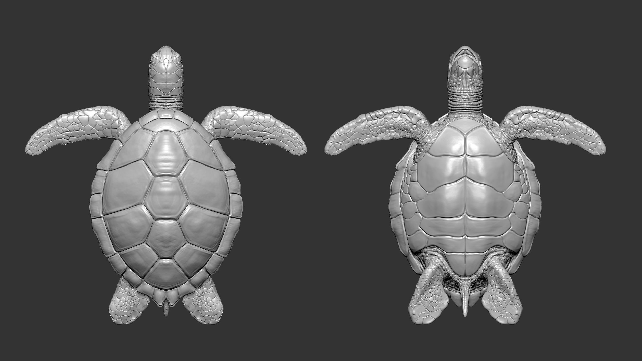 Sea turtle CG - 3