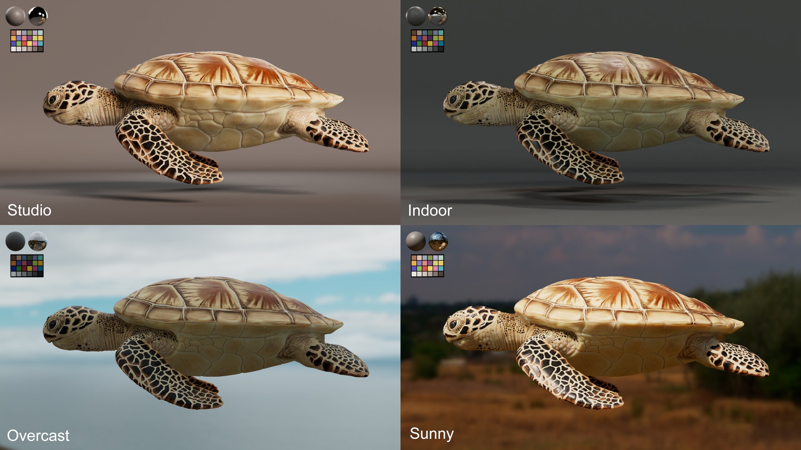 Sea turtle CG - 4