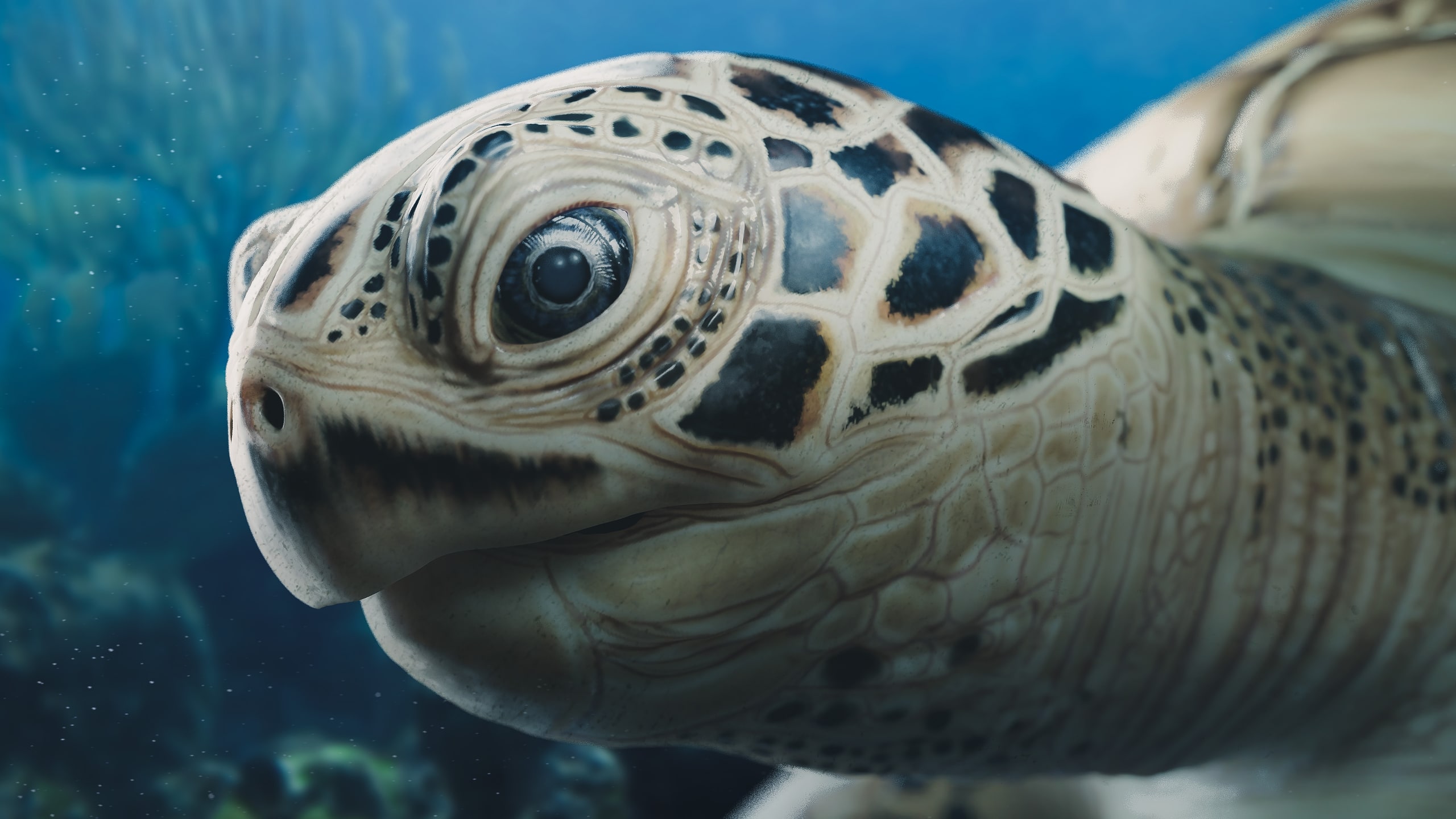 Sea turtle CG - 5