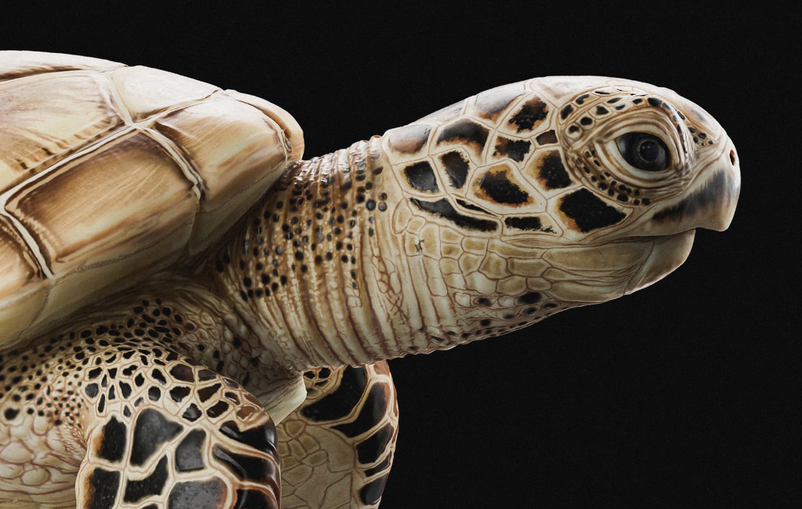3D organic sea turtle sculpture with underwater caustic lighting